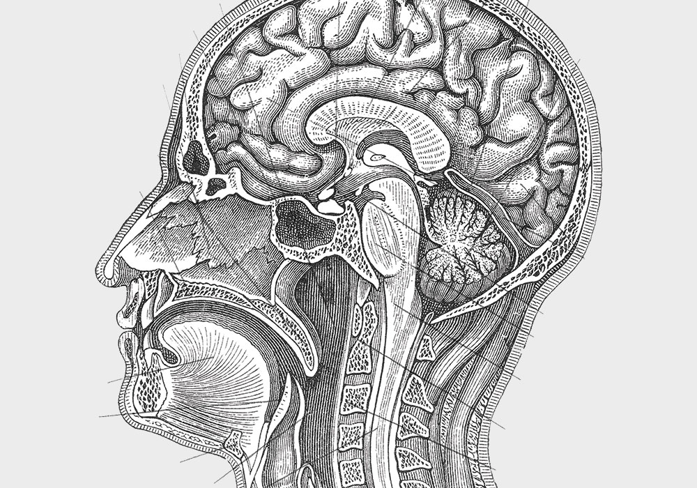 engraving image of a brain, close up